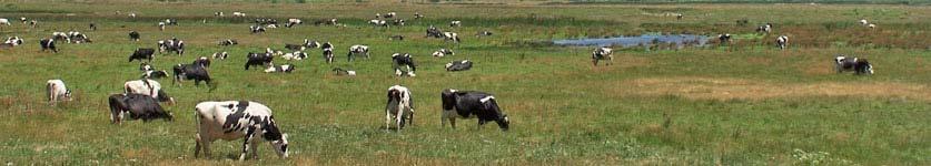 Mid-Ohio Valley Grazing Conference September 16, 2017-9 am to 3 pm Lazy H Farms, 1149 Fisher Ridge Road, Fleming OH 45729 If you pasture livestock or want to know more about pasture management, then