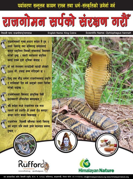 King Cobra conservation poster including some important features of the snake and indicating
