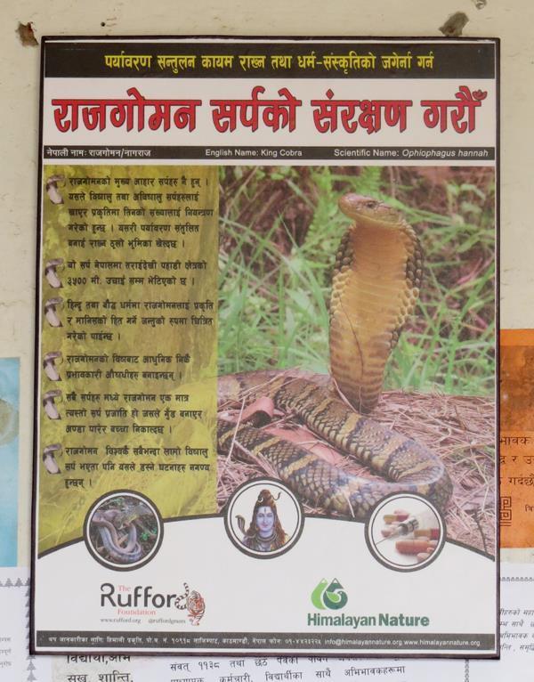King Cobra conservation poster mounted on frame to be
