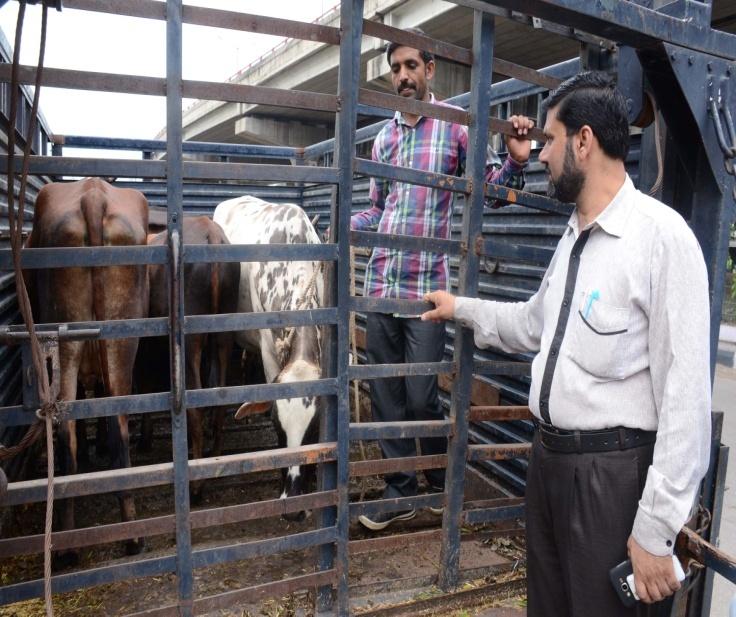 The Municipal Veterinary Officer of JMC Dr. Zafar Iqbal along with field staff conducted routine stray cattle drive in different areas. On the directions of Commissioner,, Dr.