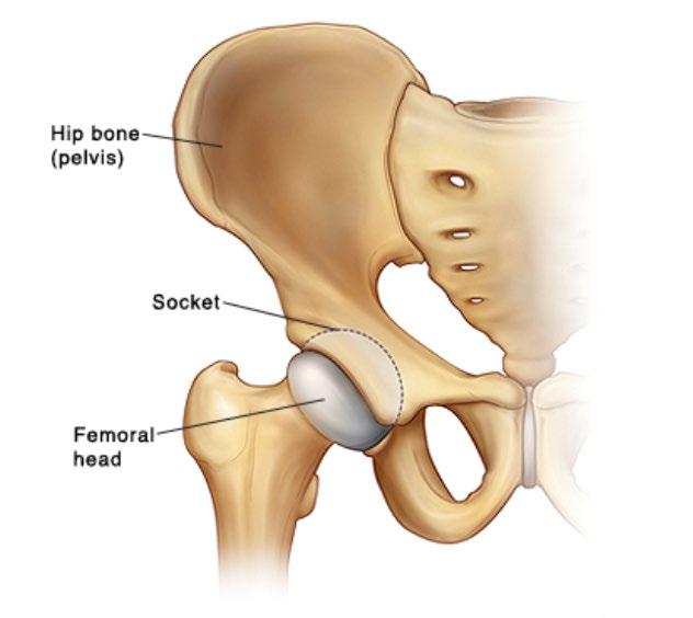 What is a hip fracture? The hip joint is described as a ball and socket joint, because the top end of the femur is shaped like a ball which fits into the pelvis.