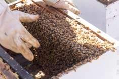If you are an experienced beekeeper, apply for the Master Beekeeper certification exams.