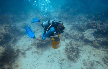 A diver works to restore damaged coral reefs, off the coast of Culebra.