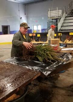 Ordered trees will be delivered to Morrison SWCD, Little Falls Hockey Arena, late April or early May, packed and ready for pick-up.
