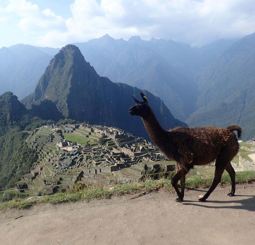 Fancy a day trip?... Alpaca lunch Ruth Capper, Consultant ENT Surgeon, sent in this surreal shot of Machu Picchu at the end of the Inca Trail from her recent holiday.