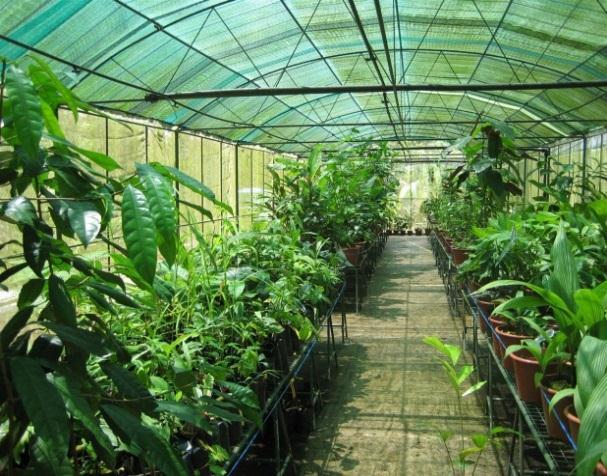 Setakat ini, SBC mempunyai 5 nurseri untuk koleksi tumbuhan, Bulk Planting Area dan Headhouse and Propagation