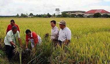 Paddy and oil palm are the main crops grown in Tangkak.