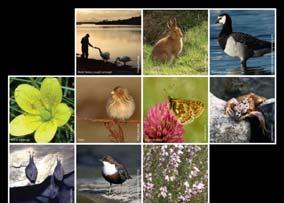 Mayo Wildlife Poster The winning entries along with a selection of other wildlife photographs were compiled into a Control of Gunnera tinctoria on Achill Island and Clare Island The work on the