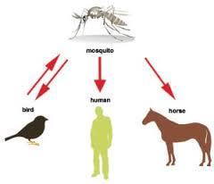 Summary of the BMCD Mosquito Season October 1, 2014 marked the beginning of BMCD s 2014-15 mosquito season.