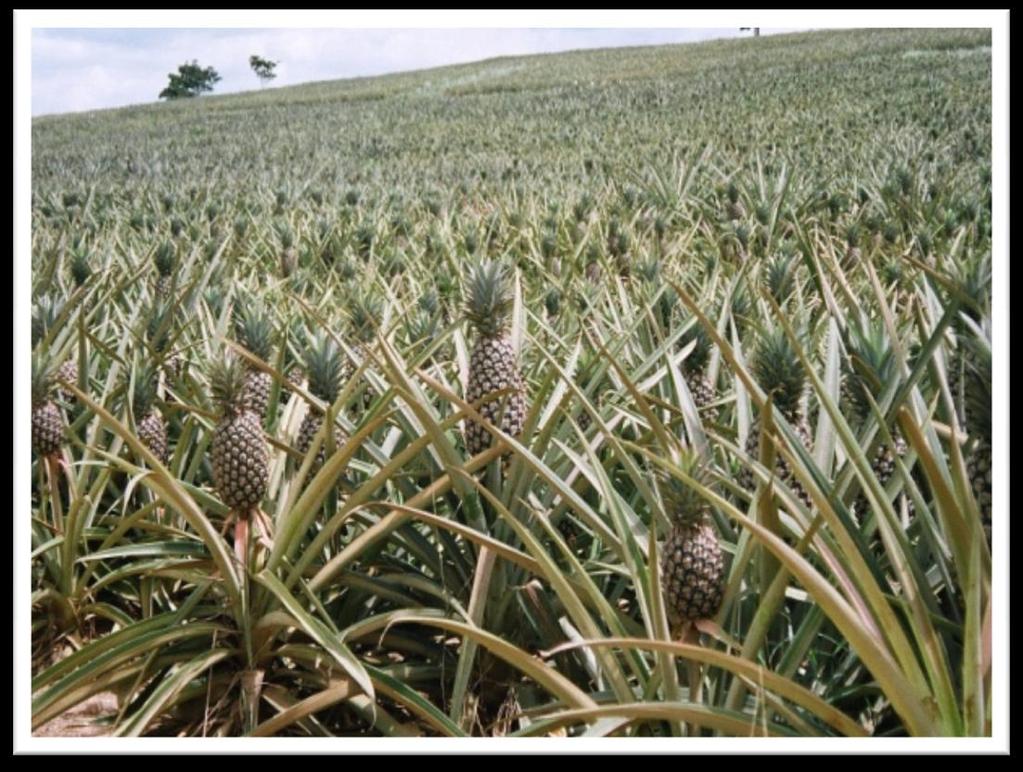 S K I L L D V L O P M Pine Apple Food Processing Unit: IS association with Barak Valley Pineapple Growers Association will open new avenues for skills development & generate employment