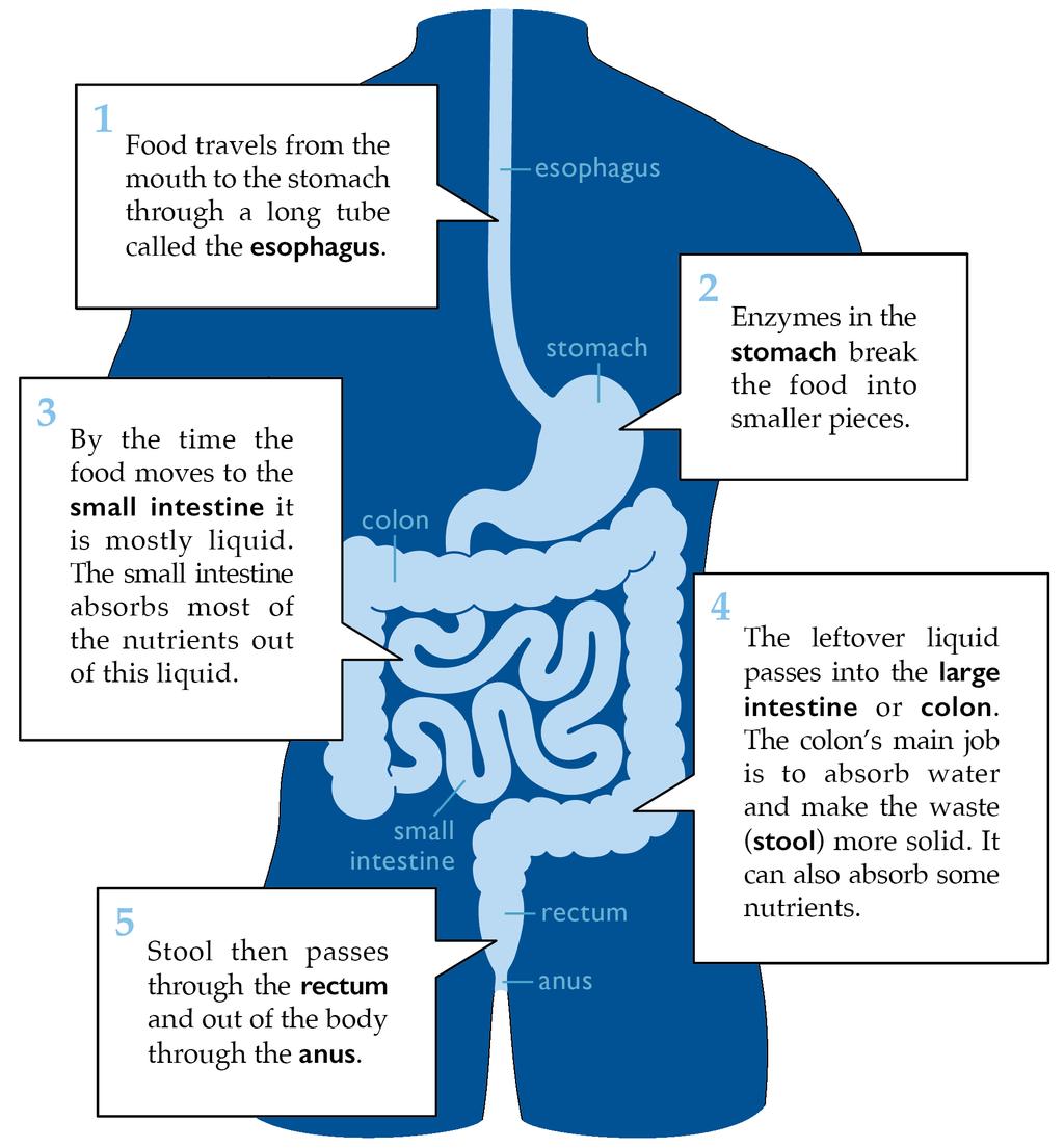 Your Digestive System Your