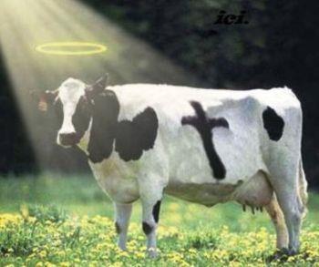 Sacred Cows Someone or something that has been accepted or respected for a long time and