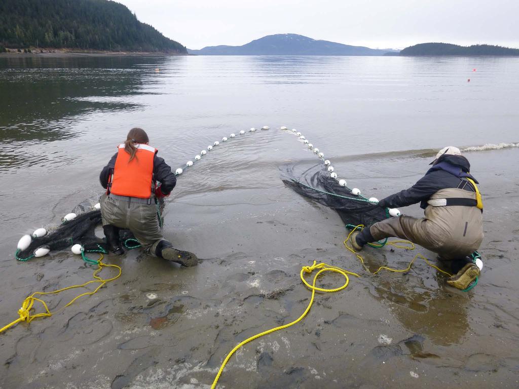 Navigating the Predator Gauntlet: Impacts of Nearshore Marine Fishes on Hatchery and Wild Juvenile Salmon in
