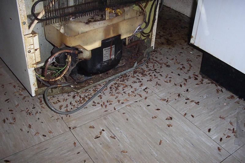 Pest Infested Homes Bugs