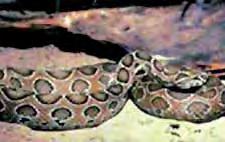 APPENDIX D: Dangerous Plants and Animals Snakes Russell s Viper Description: Adult length usually 1 meter to 1.3 meters; maximum of 2 meters.