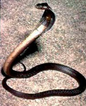 Indian or Spectacled Cobra Description: Adult length usually 1.5 to 2 meters, maximum of 2.4 meters. Heavy-bodied snake.