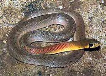 bite causes weakness followed by ptosis. Victim may be conscious, but be unable to respond due to paralysis. Red-necked Keelback Description: Adult length usually 0.6 to 0.