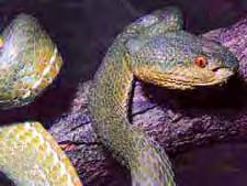 Chinese Bamboo Pit Viper Description: Adult length usually 0.6 to 0.7 meter; maximum of 1 meter; fairly stout snake.