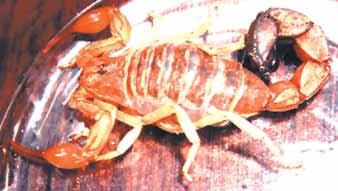 Dangerous Invertebrates Scorpions Although several species of scorpions that can inflict a painful sting are present, only the following are capable of inflicting a life-threatening sting:
