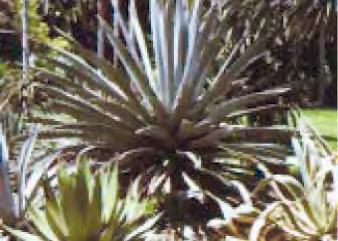 Agave Common Names: Century plant, maguey. Mechanisms of toxicity: American species are not edible; some contain saponins, oxalic acid, and others calcium oxalate crystals called raphides.