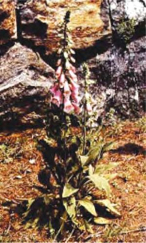 Foxglove Other names: Fairy bells, lady s thimbles, lion s mouth, digitalis. Mechanisms of toxicity: Entire plant contains irritant saponins and numerous digitalis glycosides.
