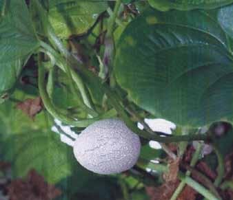 Comments: The fruits are inflated dehiscent legumes (pods) with parchmentlike walls; the ripe seeds come loose within the pods and rattle when shaken. The flowers are pea-like.