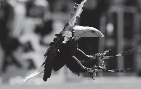 The role of Auburn University s eagles is to promote wildlife conservation as a part of the education initiatives of the U.S.