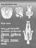195 978-81-7473-392-4 RAJESHWAR Textbook of Immunology, 3/Ed.