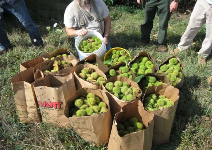 Handshake Partnership 2010-2012 Raystown Lake American Chestnut Restoration Orchards In response to the increased need of the American Chestnut Foundation to partner with other agencies for the