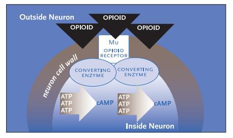 Opioids and Physical Dependence