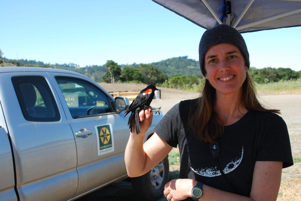 FFaculty A C U L T Y Focus F O C U S Dr. Ruegg in the field this past summer with one of the Bird Genoscape Project s highlighted species, the tri-colored blackbird.