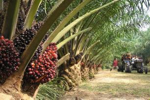 AGRI BUSINESS Oil Palm Business: Steady quarter helped to stabilize yearly gains Q3 Oil Palm Sales (` crore) 9M Oil Palm Sales (` crore) 140 120 100 80 116 112 500 400 300 353 451 60 40 20 200 100 0