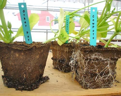 flower pots Biodegradable Provides fertilizer for