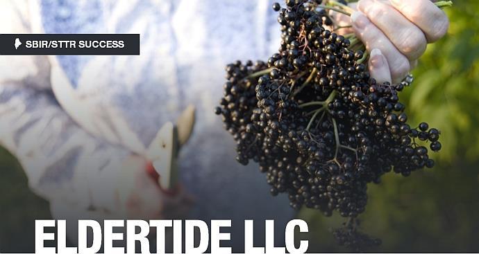 Examples of USDA Awardees Eldertide (Maine) Cultivated Elderberries High in Antioxidants