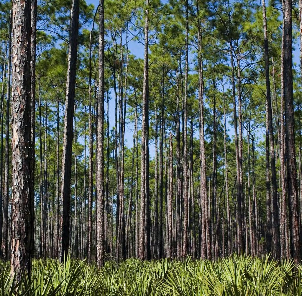 Partnerships The Military Conservation Partnership Many of Florida s military installations are large, undeveloped natural areas that serve as functioning habitats for native plants and animals.