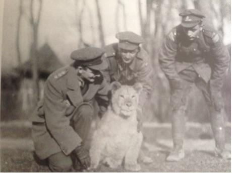 Here is the pet lion that used to live at McNaughton s HQ. Until 1917, there seemed to be a truce between gunners on both sides. McNaughton was to make German Gunners his principal target.