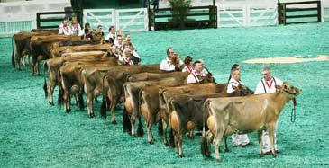Contests include reining, cutting, roping,