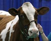 10 only Dairy Cattle Shows Now  9 Purebred