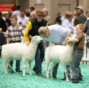 13-19 Purebred cattle shows for 20