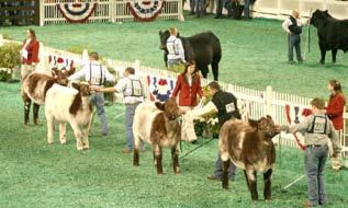 12-19 Purebred shows for 21 different