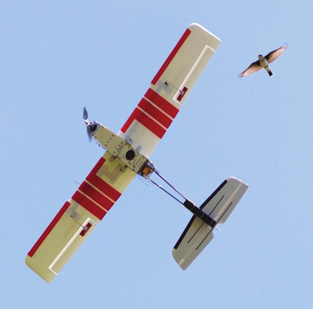 An eastern kingbird glides alongside a Precision Hawk Lancaster 3 UAV.
