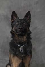 K-9 UNIT CANINE UNIT 5 Officer Cantrell Officer Parviainen K-9 Koda K-9 Bane This year two canines were added to the