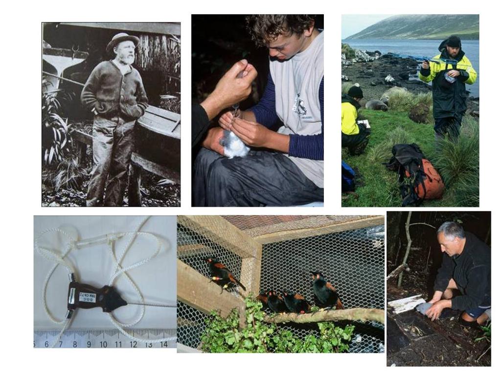 Photos from left to right, starting at the top: Richard Henry; feeding pycroft s petrel, tracking Campbell Island teal using radio telemetry; transmitter harness for Campbell Island teal; NI