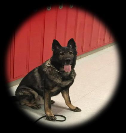K-9 UNIT In 2017 the K9 unit responded to multiple requests for assistance for LPD, Ohio State Patrol and the ACSO.