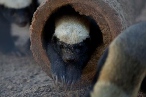 Honey Badger Fridays at 10:00am No minimum age limit Meet at the honey badger exhibit near Lake Victoria On this tour, you ll meet a team member who cares for three of the very few honey badgers in