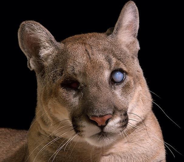 Florida Panther Tuesdays at 9:00am Minimum age 5 years; ages 5-6 years must hold the hand of an adult in behind-thescenes areas Meet at the gift shop immediately after admissions On this tour, you ll