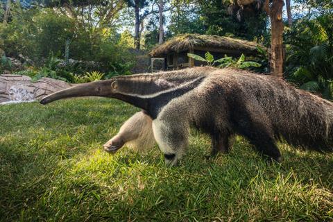 Giant Anteater Tuesdays at 10:30am Minimum age 5 years; ages 5-7 years must be accompanied and closely monitored by an adult while feeding Meet at the anteater exhibit across from Alligator Bay On