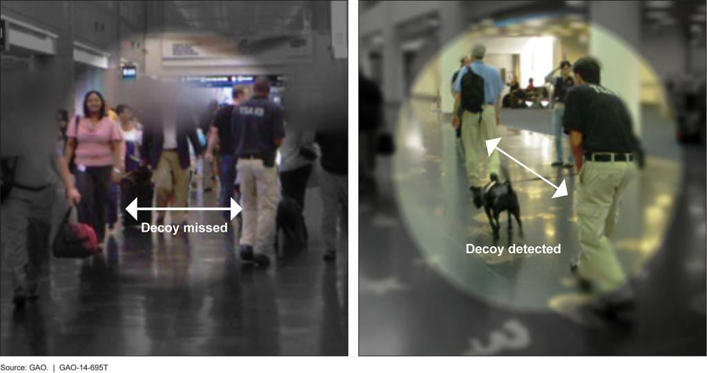 Figure 2: Video Stills Showing Passenger Screening Canine (PSC) Teams Training in Airport Terminal, June 2012 Note: To view the full videos, please click on hyperlink to view, Part 1, Part 2.
