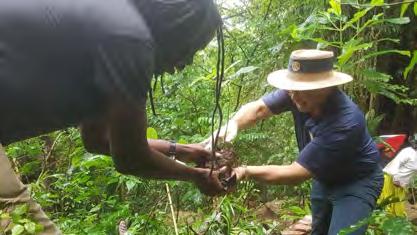 Planting a tree with Trinidad