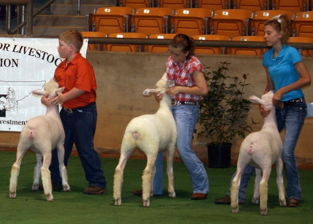 Jr. Livestock Expo Update: Sheep Sheep Expo Costume Class There will a costume class held during Sheep Expo on Wednesday (July 20), immediately following the last class of market lambs (before the
